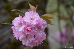 今日の八重桜 ①