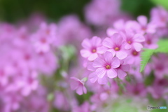 ピンクの小さなお花
