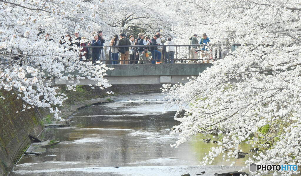 満開の桜③
