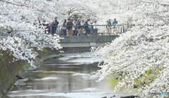満開の桜③