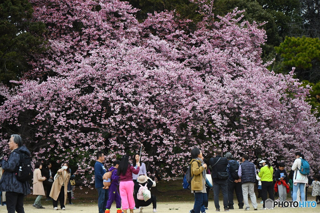 新宿御苑の 薩摩寒桜①