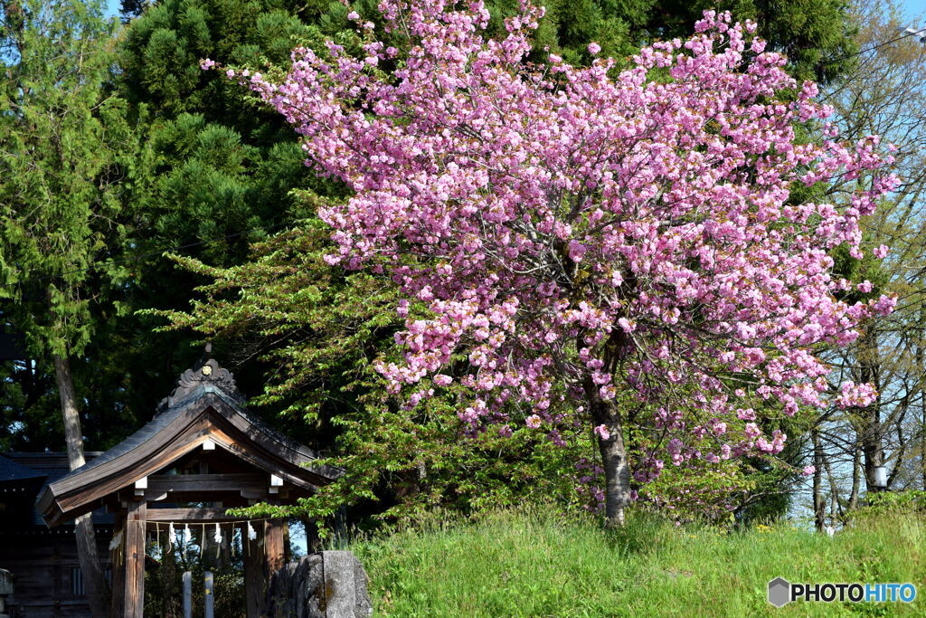 手水舎と八重桜