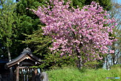 手水舎と八重桜