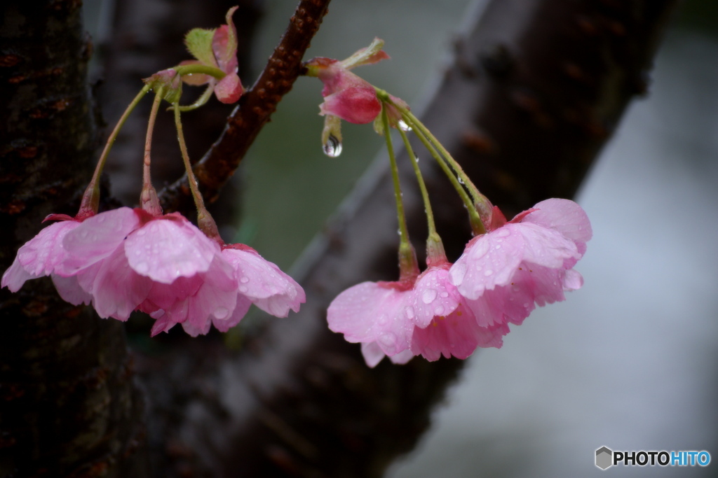 雨の朝の 八重桜