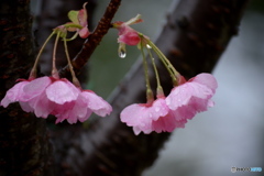 雨の朝の 八重桜