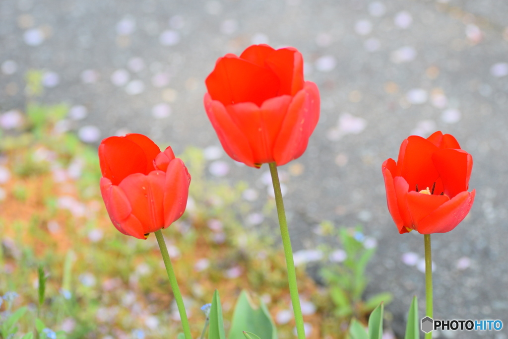 チューリップと 桜の花びら
