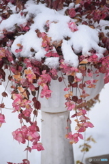 鉢植えに雪