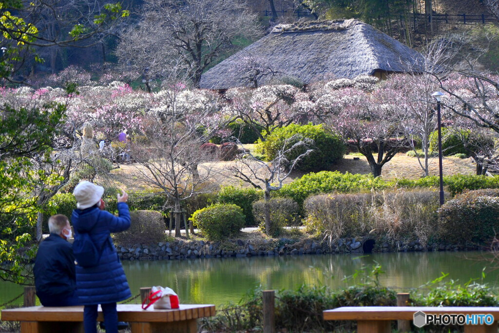 薬師池公園の梅と古民家