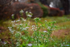 公園の隅に咲く草花