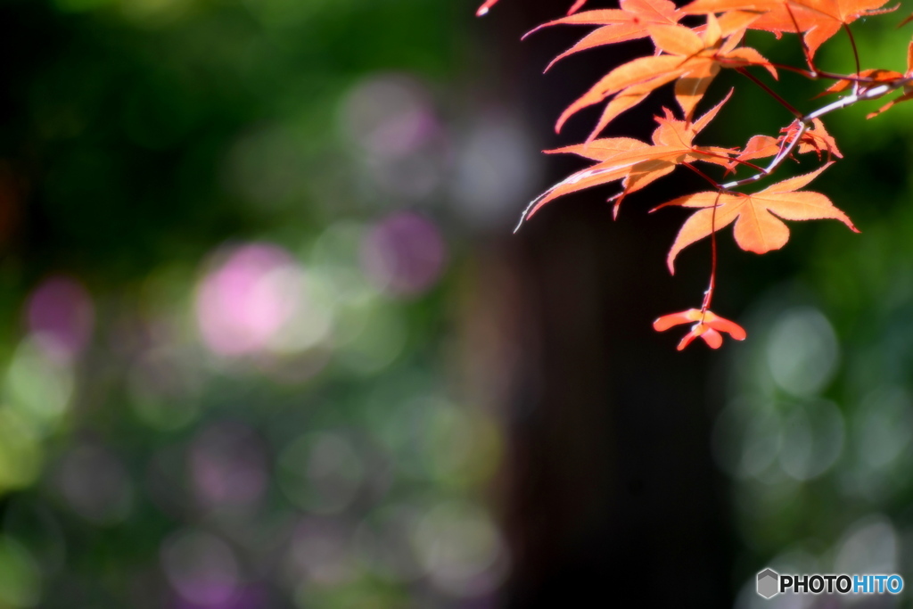 紅葉と玉ボケ