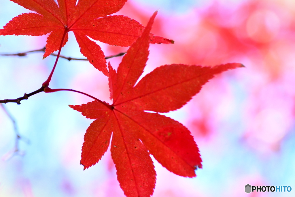 真っ赤なモミジ