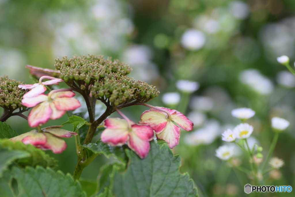 紫陽花と草花の会話