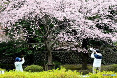 桜の写真を撮る人たち