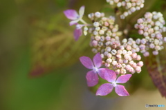 散歩道で・・・紫陽花