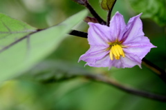 ナスの花