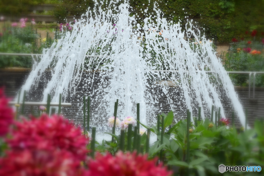 ダリア園の噴水