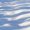 雪と影と落ち葉
