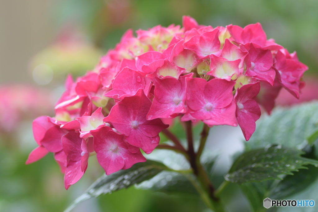 紅い紫陽花