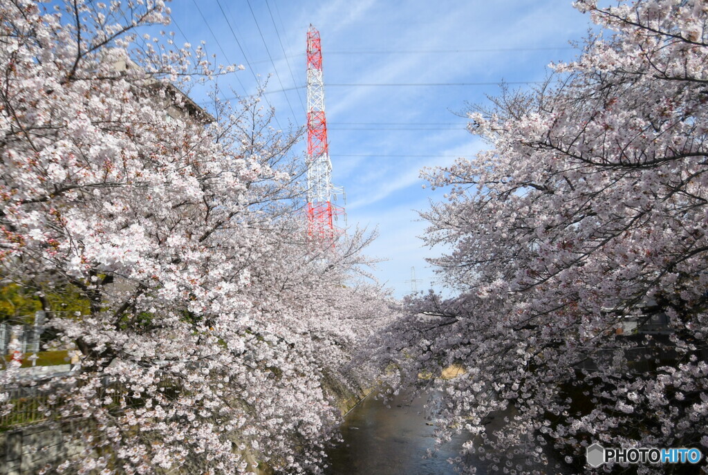 恩田川の桜①