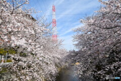 恩田川の桜①