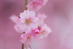 枝垂桜