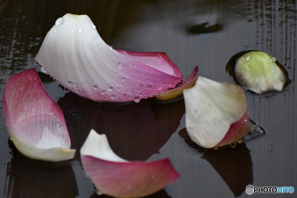 花の命は短くて・・・