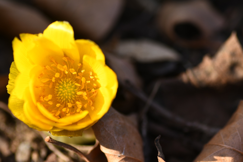 福寿草が咲いていました