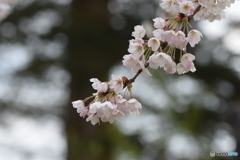 桜が咲き始めてから15日目　まだ綺麗に咲いています
