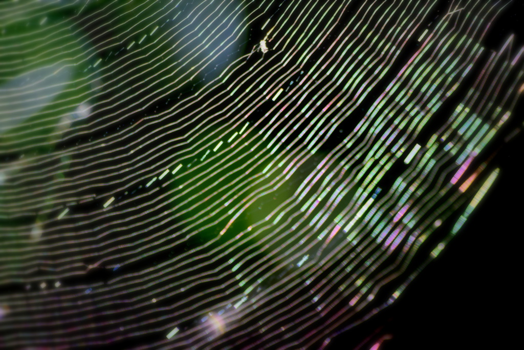 クモさんの芸術？