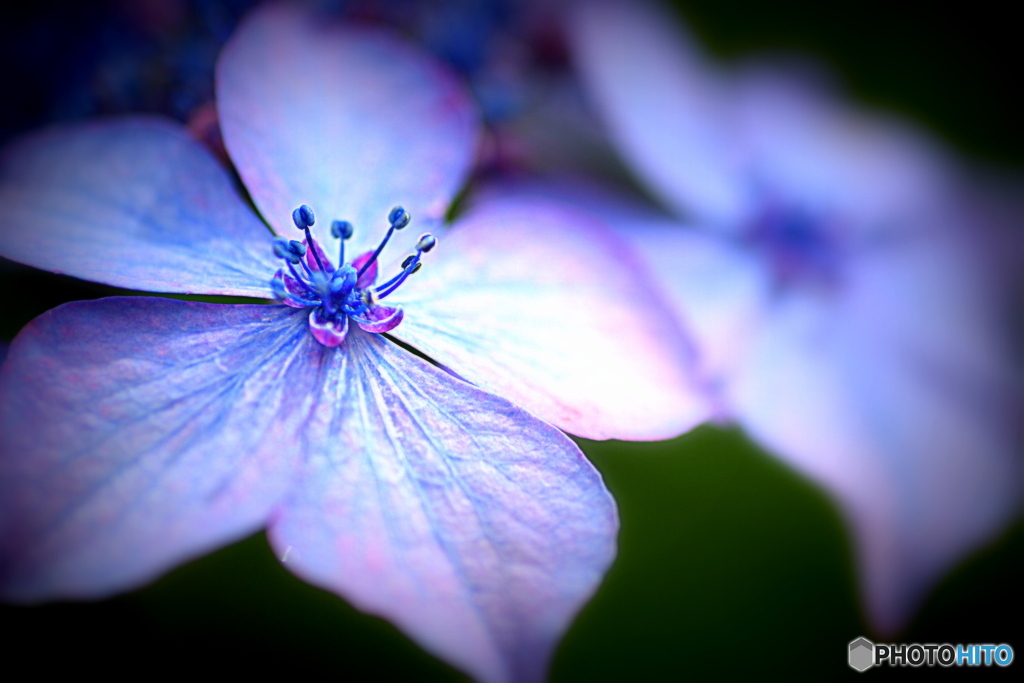 紫陽花