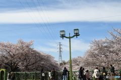 恩田川の桜②