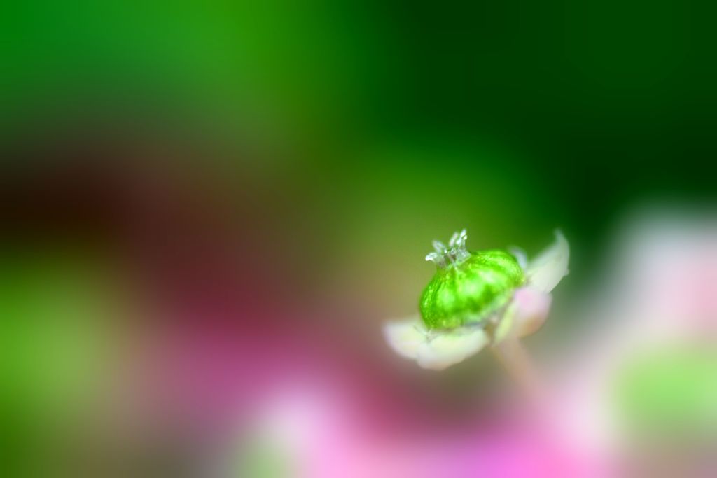 道端で見つけたお姫様