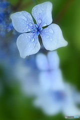 雨の紫陽花