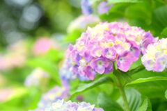 新庄市の花