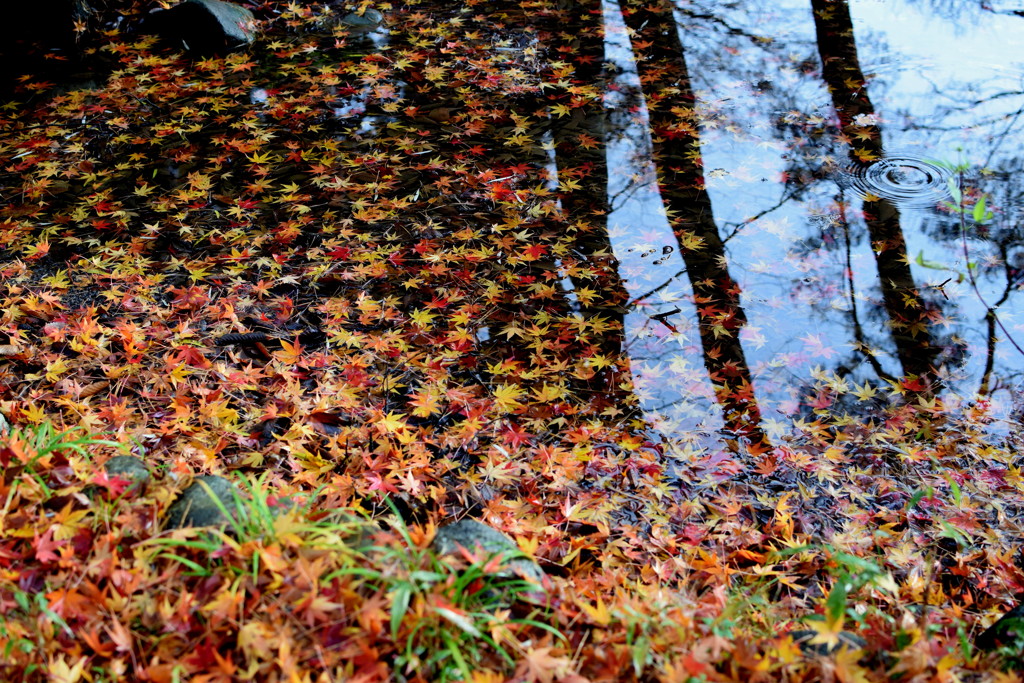 公園の池の 落ち葉