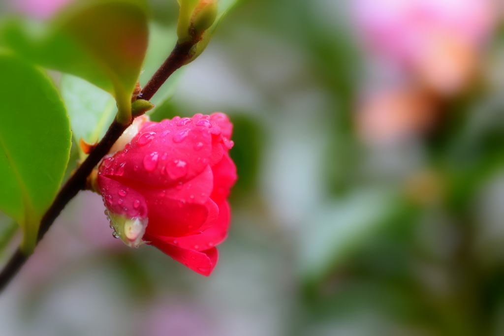 今朝は雨でした