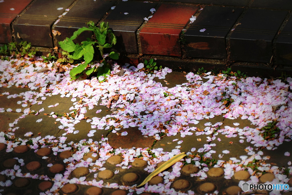 桜の花びら