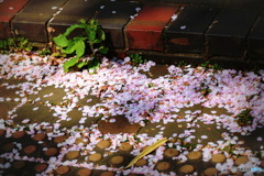 桜の花びら