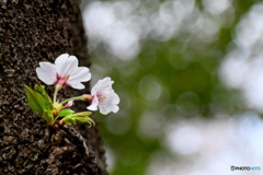 桜