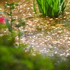花筏とツツジ