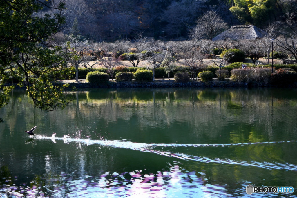 元気なカモさん