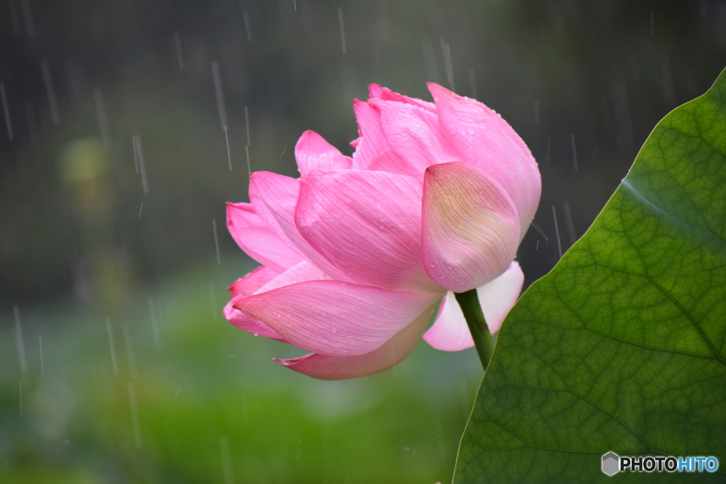 雨と蓮