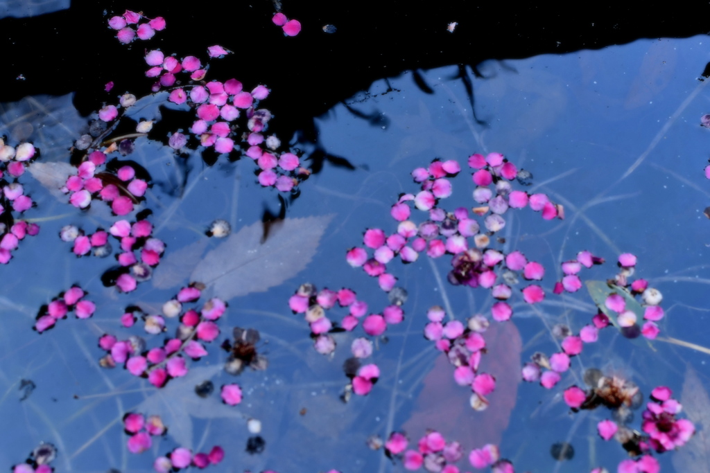 水溜まりに 散った花びら