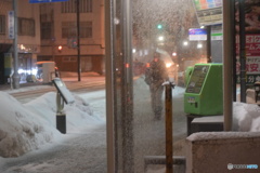 今日は雪になりました