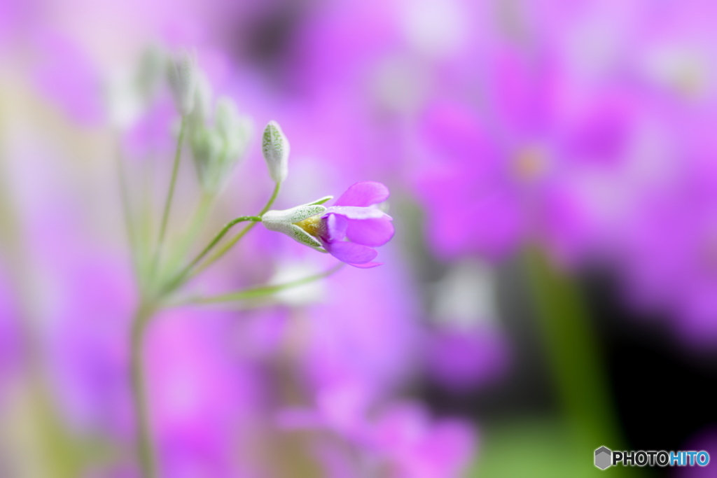 紫色のお花