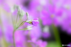 紫色のお花