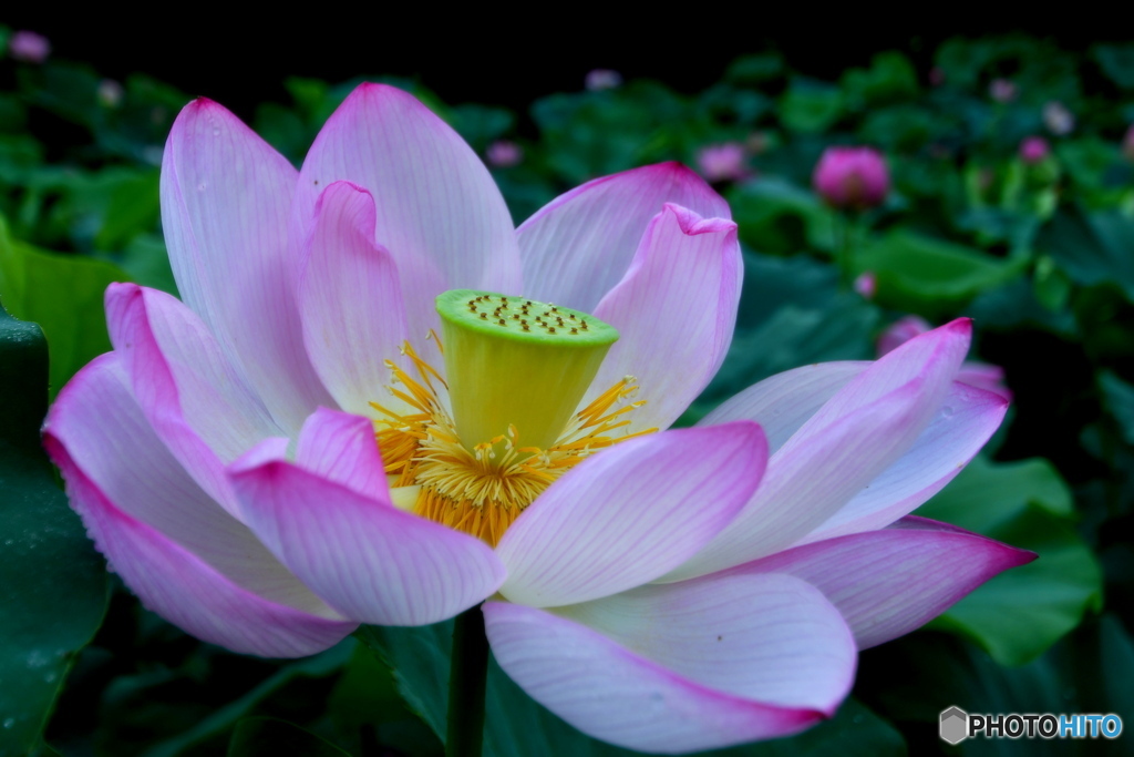 大きな蓮の花
