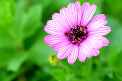 ピンク色のお花