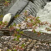 葉桜になってきました