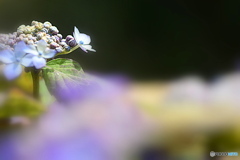 雲の上に咲いた 紫陽花